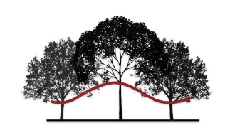 Section sketch of the curved roof following the tree canopy heights